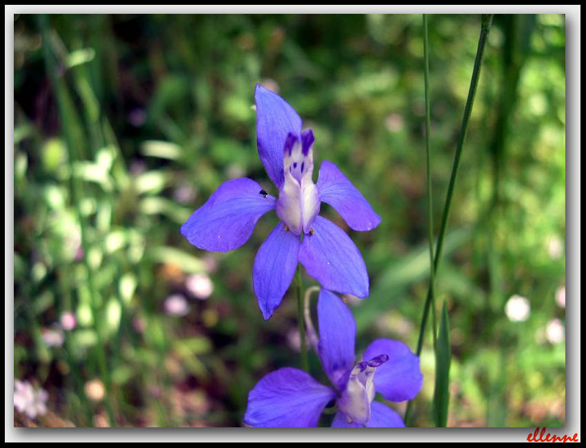 Delphinium consolida / Speronella consolida